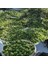 5x8 Metre Zeytin Sergeni Zeytin Toplama Örtüsü Fındık Fıstık Dut Toplama Filesi Beyaz Hasat Taban Örtüsü 4