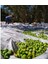 5x8 Metre Zeytin Sergeni Zeytin Toplama Örtüsü Fındık Fıstık Dut Toplama Filesi Beyaz Hasat Taban Örtüsü 5