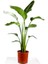 Starliçe - Beyaz Cennet Kuşu - (Strelitzia Nicolai) 120-140 cm 1