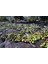 5x3 Metre Zeytin Sergeni Zeytin Toplama Örtüsü Fındık Fıstık Dut Toplama Filesi Hasat Taban Örtüsü 3