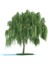 Tüplü Salkım Söğüt (Salix Babylonica) Fidanı (5 Adet) 1