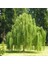 Tüplü Salkım Söğüt (Salix Babylonica) Fidanı (5 Adet) 2