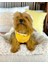 Orange Stripe Atlet Köpek Kıyafeti Köpek Elbisesi 3