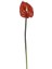 Yapay Antoryum Çiçeği Canlı Dokunuş Kahverengi 40 cm 1
