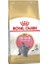 British Shorthair Kitten Yavru Kedi Maması 2 kg 1