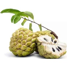 Yavuz Fidancılık Sugar Apple Fidanı Aşısız 1 Yaş 40 cm