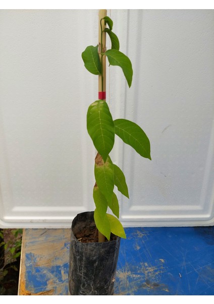 Yavuz Fidancılık Sugar Apple Fidanı Aşısız 1 Yaş 40 cm