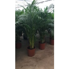 6 Yaş Areca Palmiyesi-Dypsis Lutescens  200 cm +