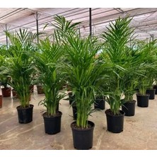 6 Yaş Areca Palmiyesi-Dypsis Lutescens  200 cm +