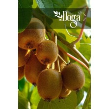 Doğa Fidancılık Tüplü ( Hayward ) Kivi Fidanı 3 Yaş