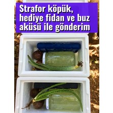 Saf Aloe Vera Jel, doğal alovera jel, 330 ml cam kavanozda, aloe vera fidan hediyeli