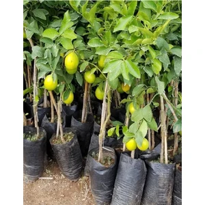 Doğa Fidancılık ( 2 Adet ) Aşılı Yediveren Mayer Limon Ağacı Fidanı 3 Yaş