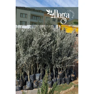 Doğa Fidancılık 1,5 Metre Aşılı Gemlik Trilye Zeytin Fidanı 5 Yaş