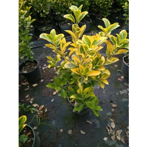 Doğa Fidancılık ( 2 Adet ) Altuni Sarı Taflan Fidanı 3 Yaş