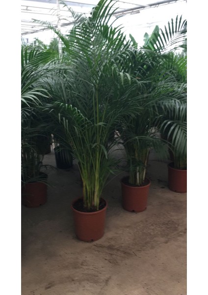 6 Yaş Areca Palmiyesi-Dypsis Lutescens 200 cm +