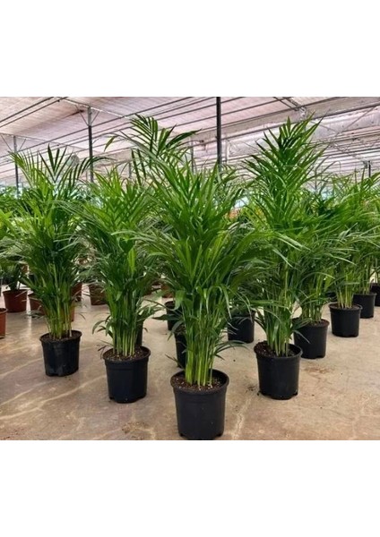 6 Yaş Areca Palmiyesi-Dypsis Lutescens 200 cm +