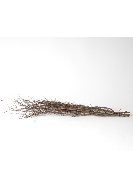 Kuru Bitki Naturel Renk Gürgen Dalı 60 - 80 cm modelleri