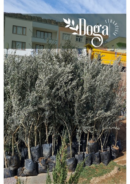 1,5 Metre Aşılı Gemlik Trilye Zeytin Fidanı 5 Yaş