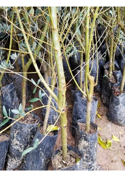 1,5 Metre Aşılı Gemlik Trilye Zeytin Fidanı 5 Yaş