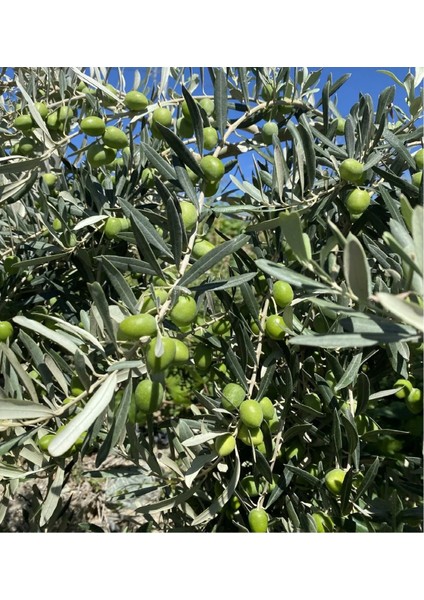 1,5 Metre Aşılı Gemlik Trilye Zeytin Fidanı 5 Yaş