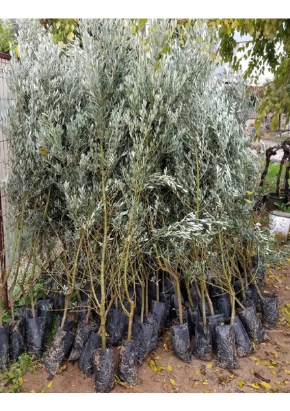 1,5 Metre Aşılı Gemlik Trilye Zeytin Fidanı 5 Yaş