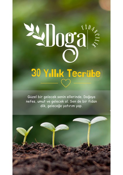 1,5 Metre Aşılı Gemlik Trilye Zeytin Fidanı 5 Yaş