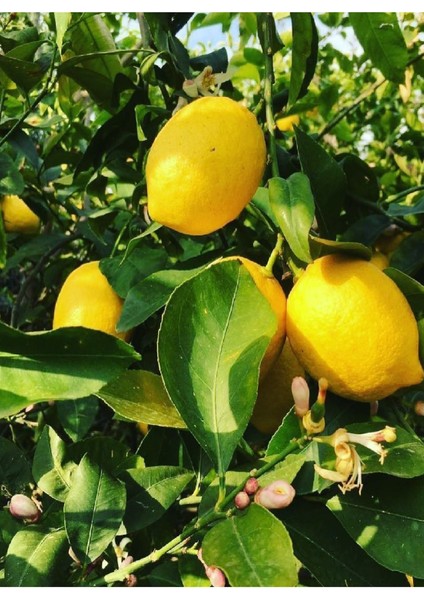( 5 Adet ) Aşılı Yediveren Mayer Limon Ağacı Fidanı 3 Yaş