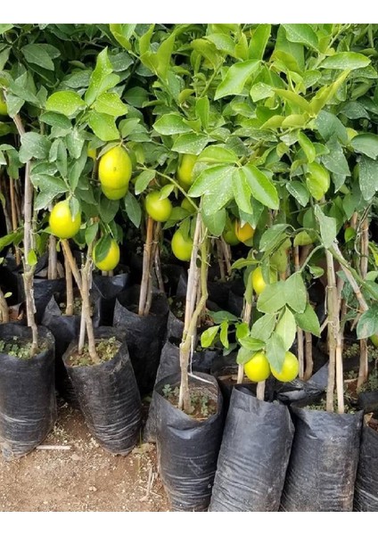 ( 5 Adet ) Aşılı Yediveren Mayer Limon Ağacı Fidanı 3 Yaş