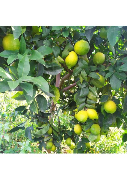 ( 5 Adet ) Aşılı Yediveren Mayer Limon Ağacı Fidanı 3 Yaş