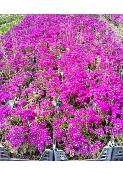 Izmir Güzeli Çiçeği 180 Adet