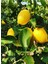 ( 4 Adet ) Aşılı Yediveren Mayer Limon Ağacı Fidanı 3 Yaş 3