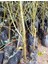 1,5 Metre Aşılı Gemlik Trilye Zeytin Fidanı 5 Yaş 2