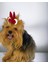Köpek Tokası Bunny Red Toka Köpek Aksesuar 1