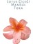 Lotus Mandal Saç Tokası Akrilik Parlak (Somon) 3