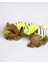 Lime Fuzz Tişört ve Iç Çamaşırı Set Köpek Kıyafeti Köpek Kostümü 5