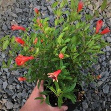 TNC Garden Groups Bodur Süs Narı - Punica Granatum "nana" 3 Adet