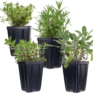 Biorganix Life Saksılı Kekik Itır Ikili Set 10-20 cm