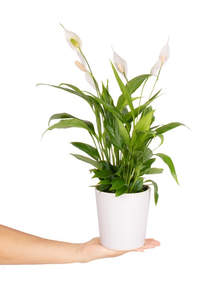 Beyaz Seramikte Spathiphyllum Barış Çiçeği H:45CM modelleri