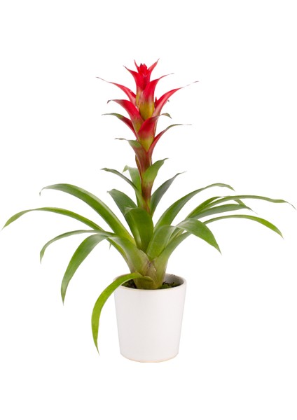 Beyaz Seramikte Kırmızı Guzmania Cherry H:50CM
