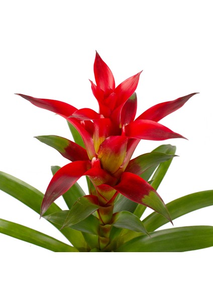 Beyaz Seramikte Kırmızı Guzmania Cherry H:50CM fiyatları