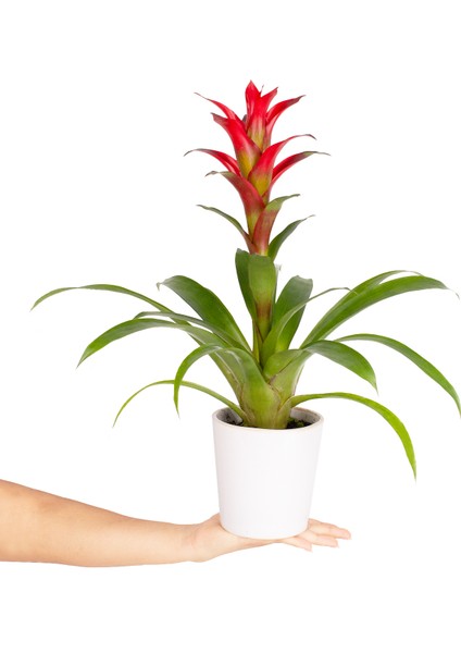 Beyaz Seramikte Kırmızı Guzmania Cherry H:50CM modelleri