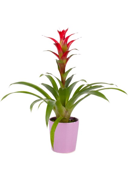 Mor Seramikte Kırmızı Guzmania Cherry H:50CM