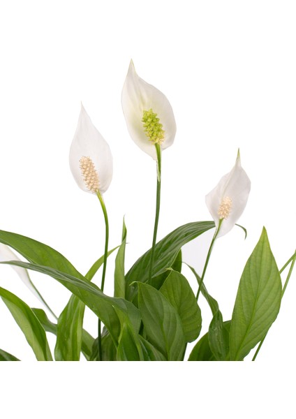 Pembe Seramikte Spathiphyllum Barış Çiçeği H:45CM fiyatları