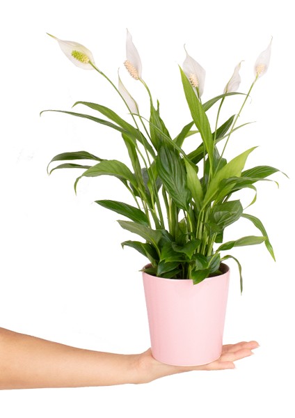 Pembe Seramikte Spathiphyllum Barış Çiçeği H:45CM modelleri