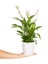 Beyaz Seramikte Spathiphyllum Barış Çiçeği H:45CM 3