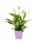 Mor Seramikte Spathiphyllum Barış Çiçeği H:45CM 1