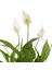 Mor Seramikte Spathiphyllum Barış Çiçeği H:45CM 2