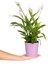 Mor Seramikte Spathiphyllum Barış Çiçeği H:45CM 3