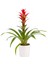 Beyaz Seramikte Kırmızı Guzmania Cherry H:50CM 1