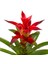Beyaz Seramikte Kırmızı Guzmania Cherry H:50CM 2